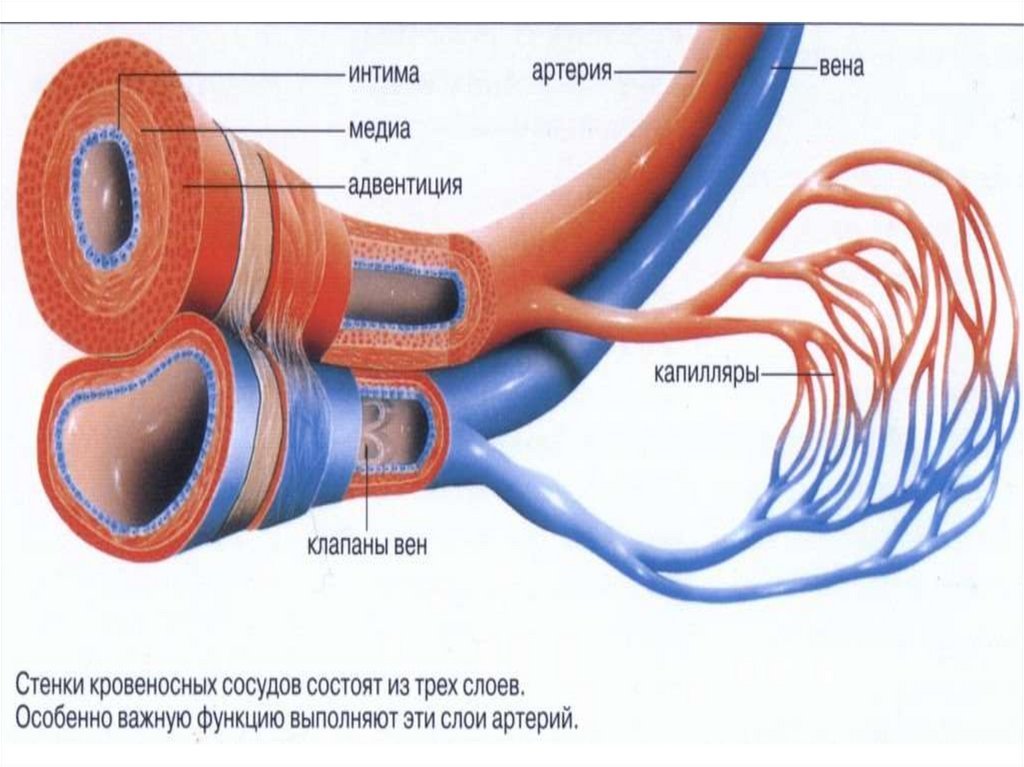 Нитевидный кровеносный сосуд. Схема строения кровеносных сосудов. Строение кровеносных сосудов анатомия. Строение артерии вены и капилляры. Строение кровеносных сосудов артерии вены.