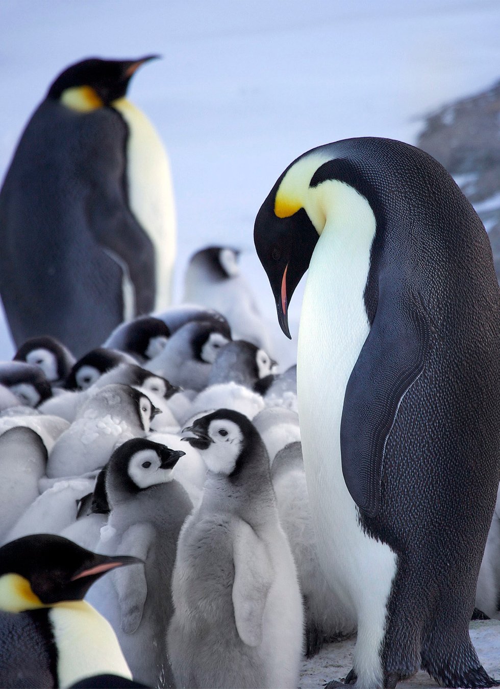 Где живет императорский пингвин. Императорский Пингвин высиживает яйцо. Королевский Пингвин Золотоволосый. Пингвин Aptenodytes Demersa. Императорский Пингвин в Антарктиде.