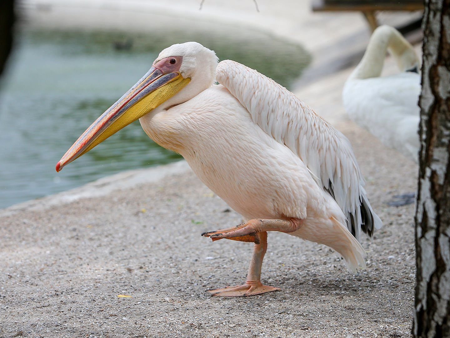 Розовый пеликан красная. Розовый Пеликан. Пеликаны Пеликанообразные. Розовый Пеликан птица. Розовый Пеликан самец и самка.