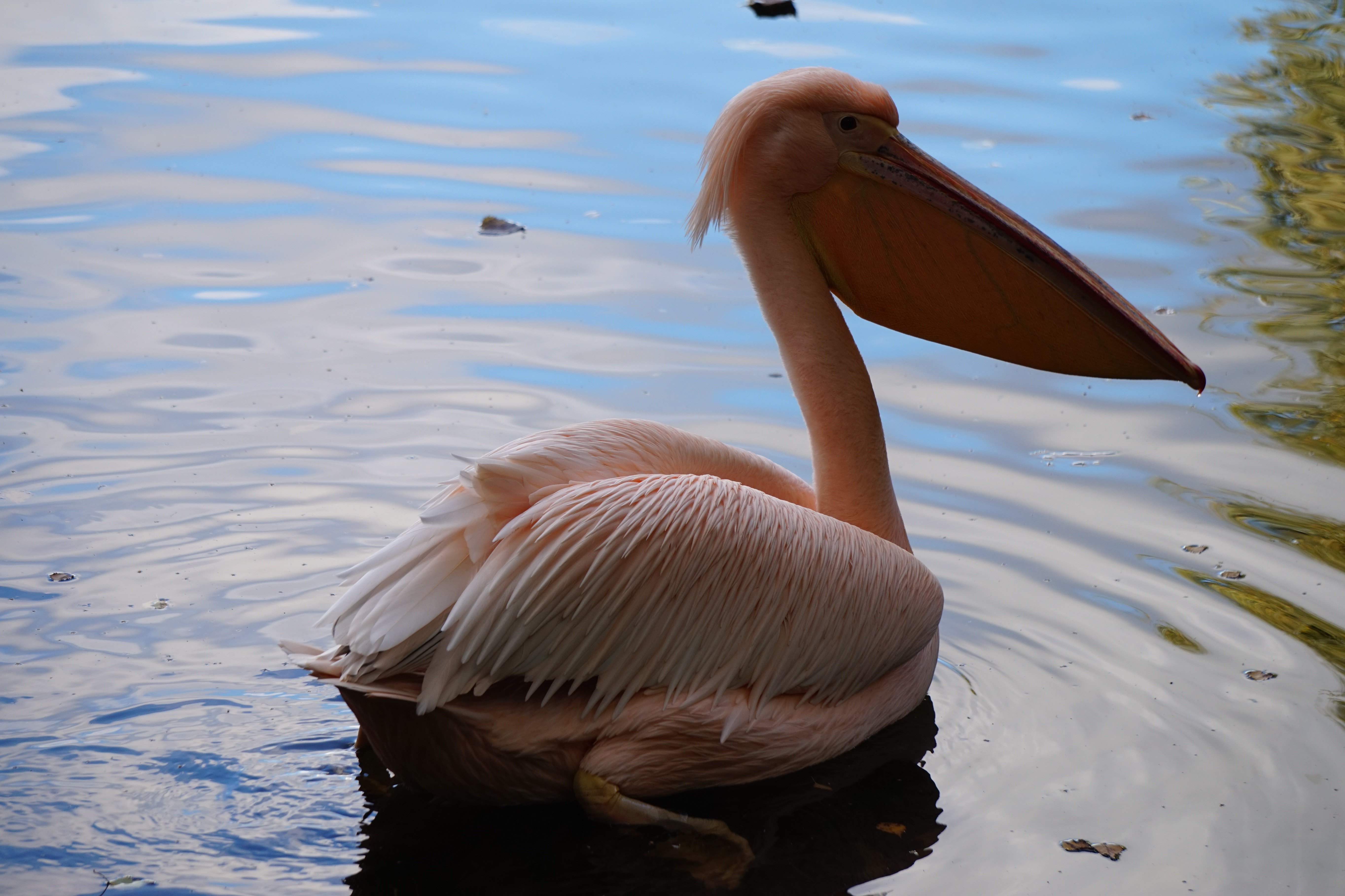 Розовый пеликан красная. Розовый Пеликан птица. Розовые Пеликаны в Калмыкии. Розовый Пеликан Ставропольского края.