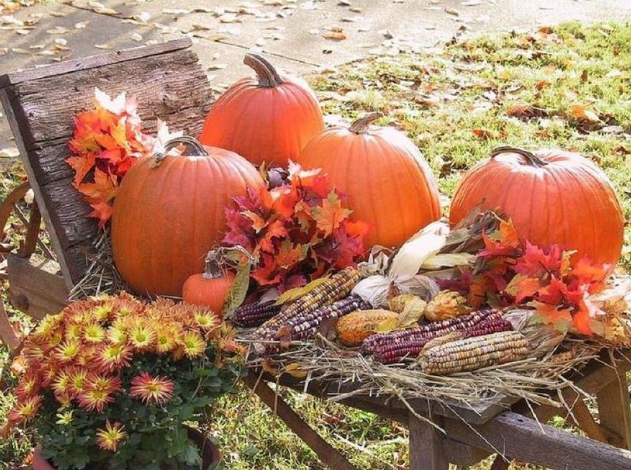 Осенний праздник тыквы. Доусень праздникурожая. Осенний сбор урожая. Осень урожай. Осень тыквы.