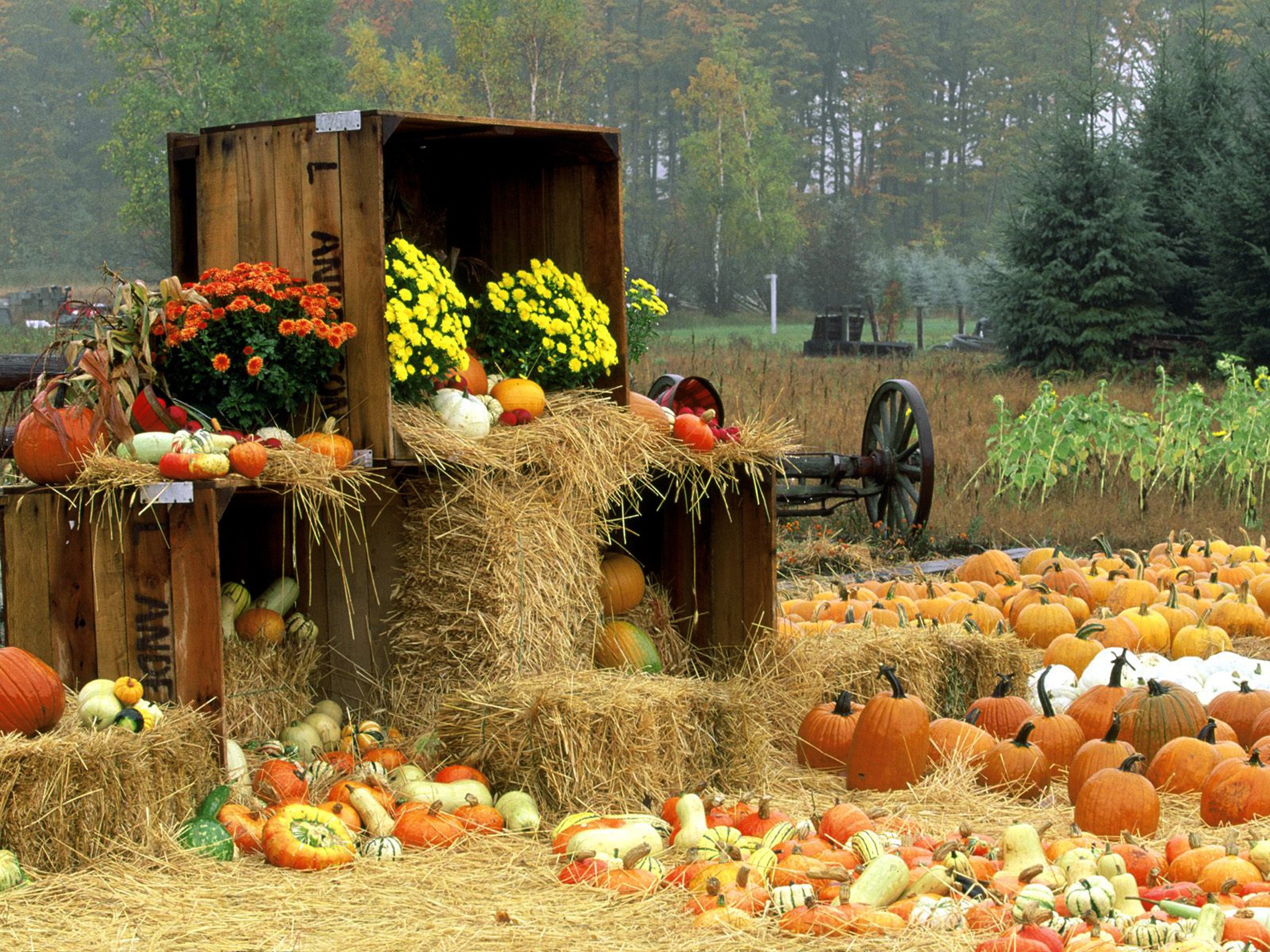 Сбор урожая осенью. Семён Летопроводец праздник. Осень сбор урожая. Осенний огород. Осень тыквы.