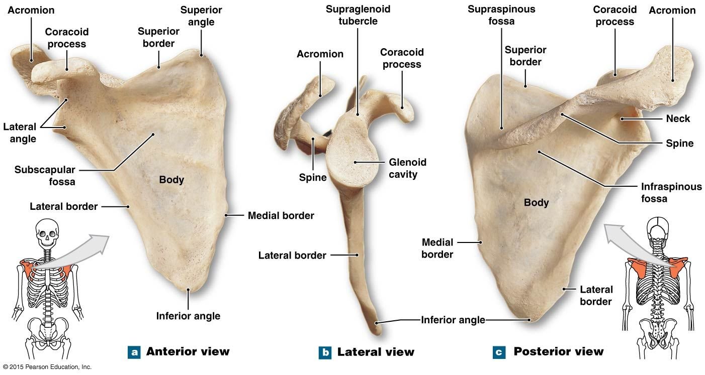 Лопатка человека анатомия. Скелет лопатки человека анатомия. Лопаточная кость анатомия человека. Лопатка анатомия Сапин. Лопатка анатомия Синельников.