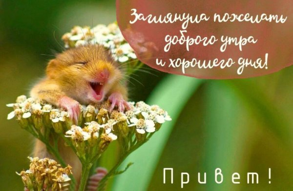 Доброе утро картинки прикольные