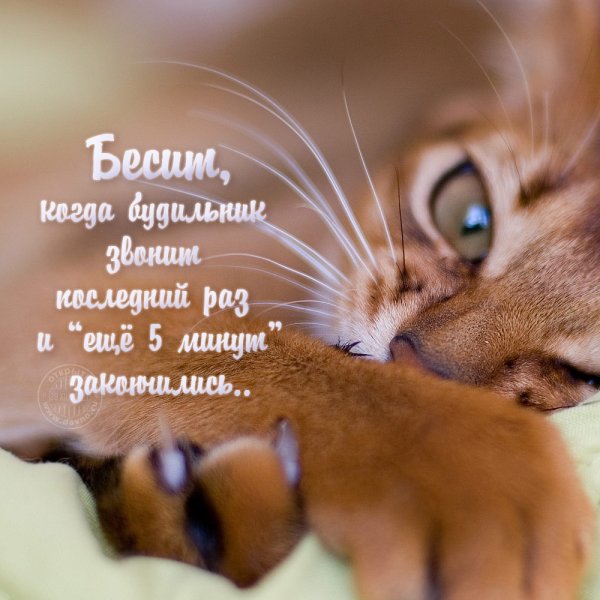 Доброе утро любимый вредина