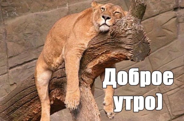 С добрым утром прикольные