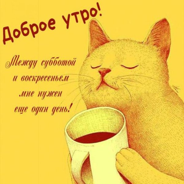 Котик пьет кофе