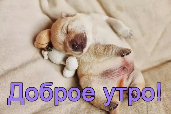С добрым утром надпись животные