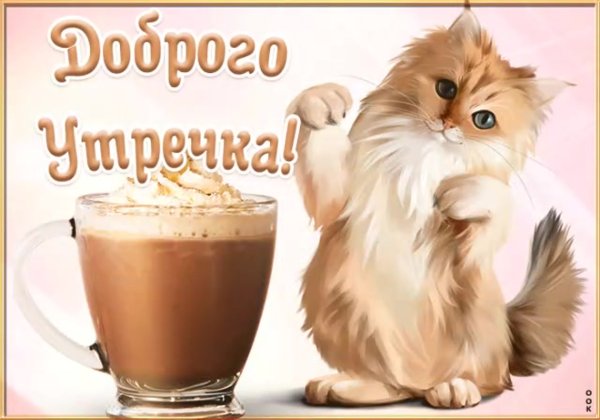 Доброе утро котик