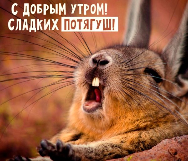 Смешные картинки с добрым утром