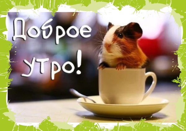 С добрым утром хомяк
