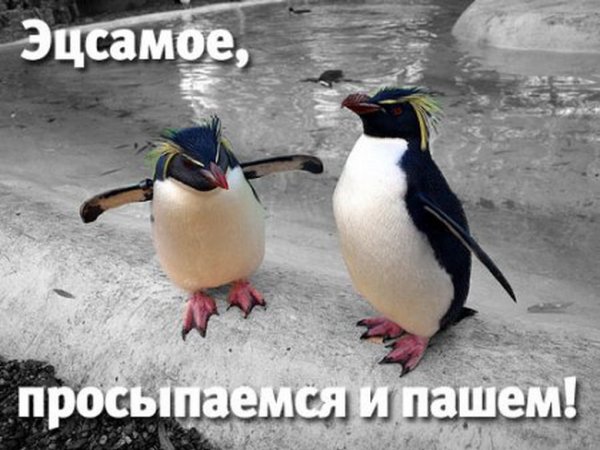 С добрым утром коллеги прикольные