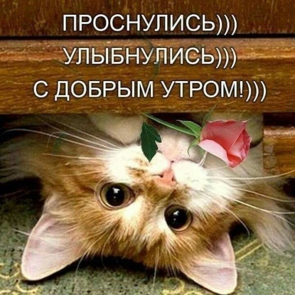Доброе утро мышонок