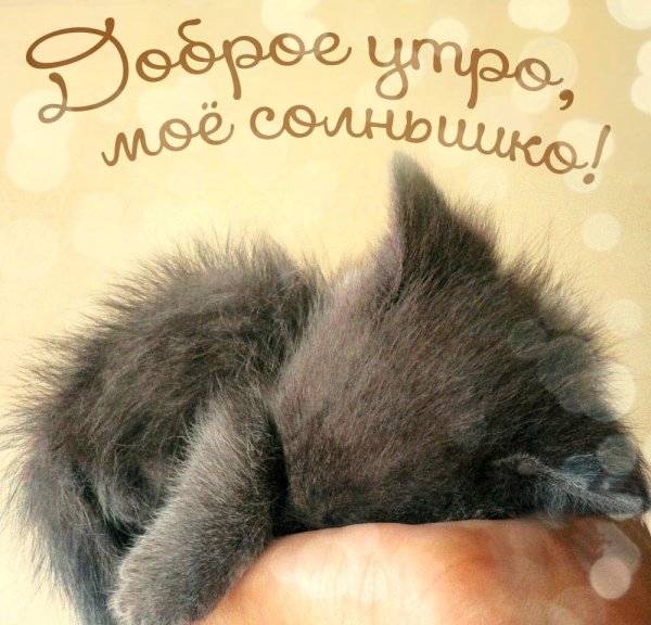 Доброе утро котенок