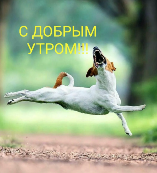 Доброе утро мультяшки