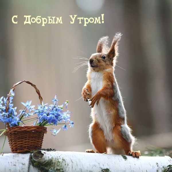 Доброе утро субботы прикольные