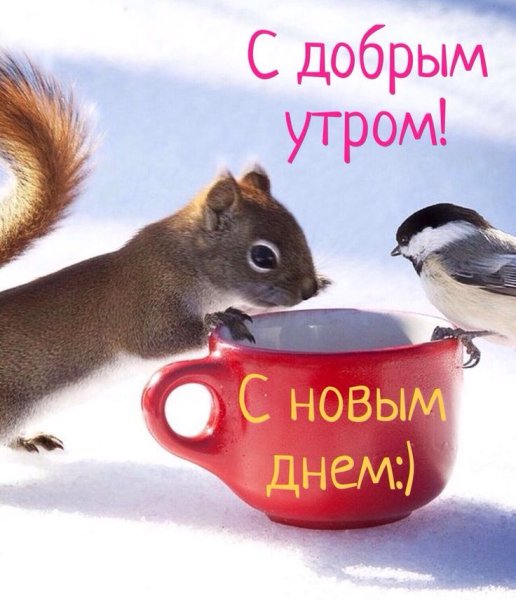 Цветы для поднятия настроения