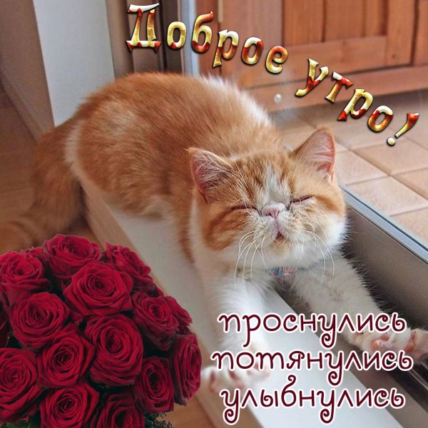 С добрым утром котенок