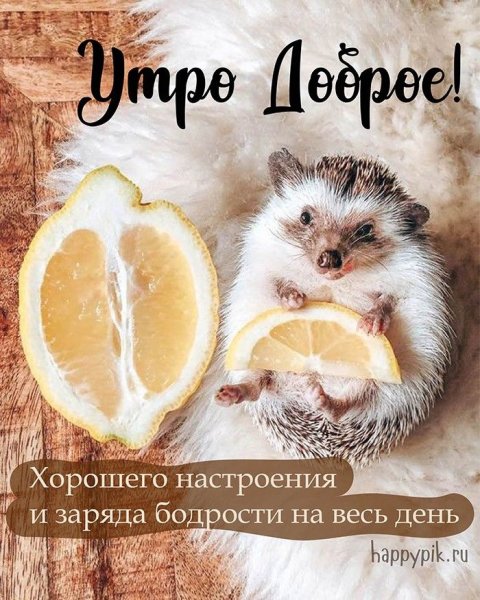 С добрым утром мышка