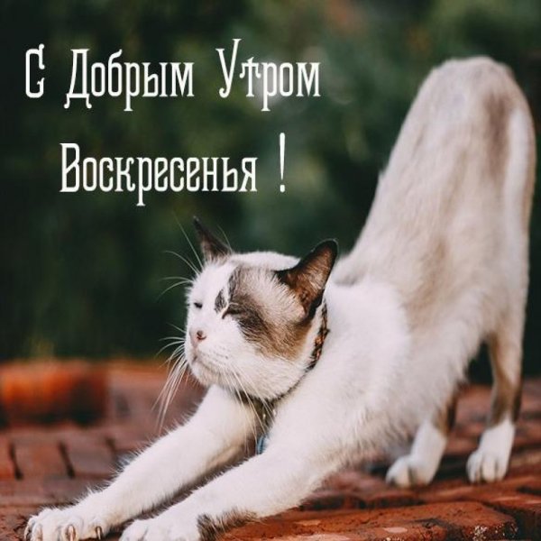 Доброе утро солнце
