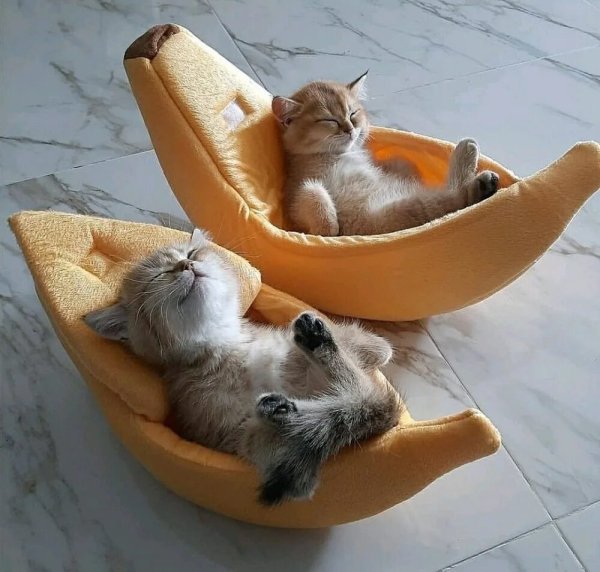 Утренний котик