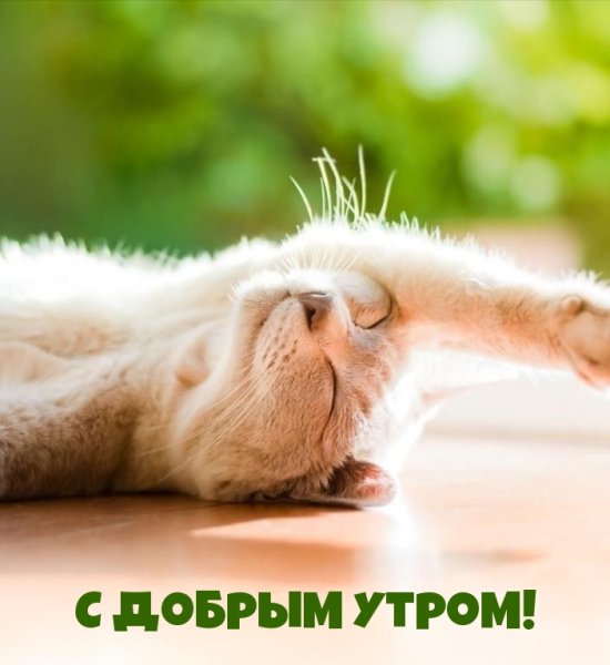 С добрым воскресным утром