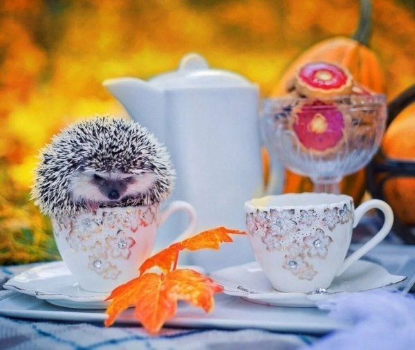 Хорошего дня ромашки