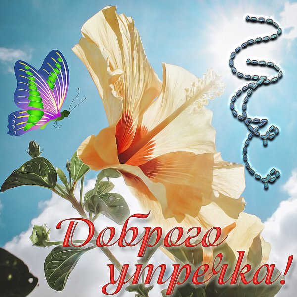 Чудесного дня