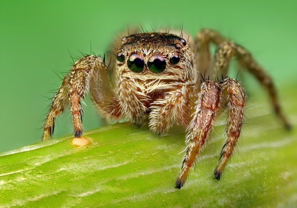 Паук скакунчик желтый