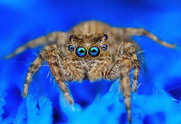 Evarcha culicivora
