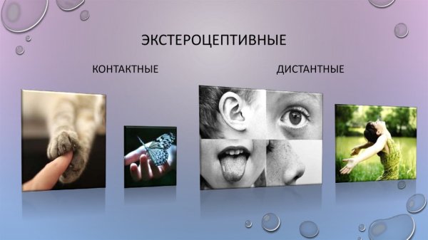 Экстероцептивные ощущения