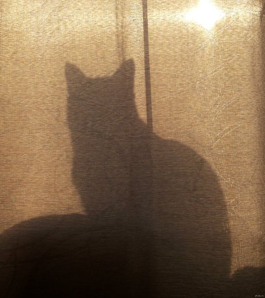 Бой с тенью кот