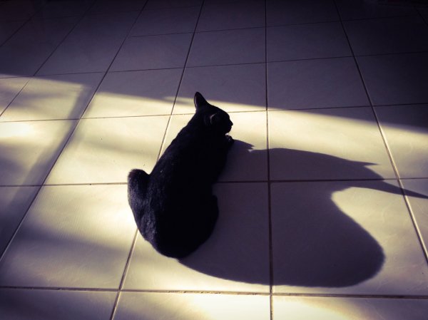Кошачья тень