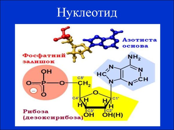 Нуклеотид состоит из