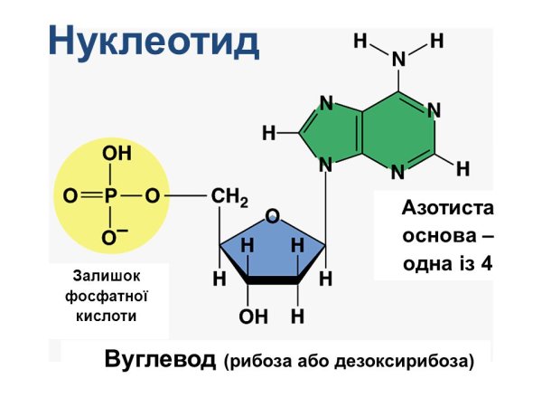 Фосфат в нуклеотиде
