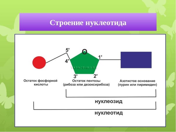 Строение нуклеотида формула