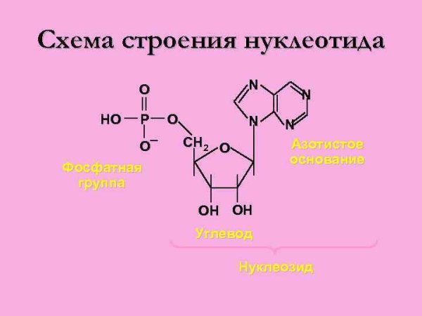 Мономер белка – нуклеотид.