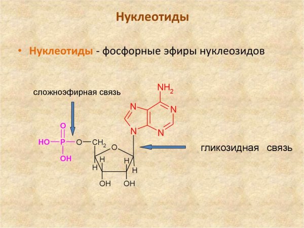 Нуклеотид формула простого