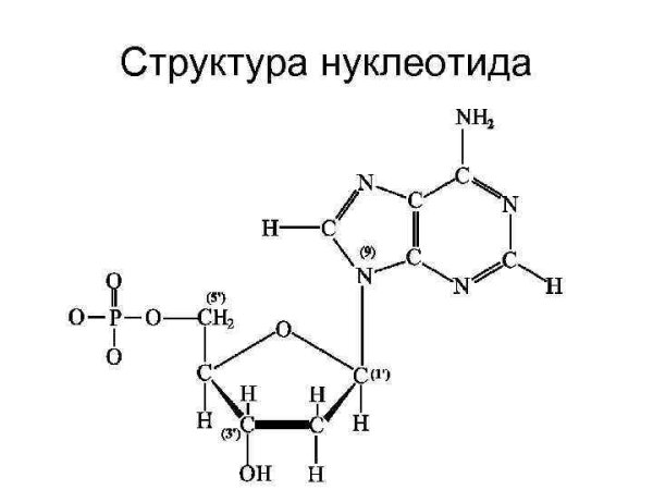Строение нуклеотида рисунок