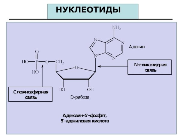 Строение нуклеотида ДНК