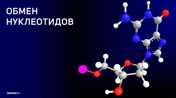 Химическое строение ДНК
