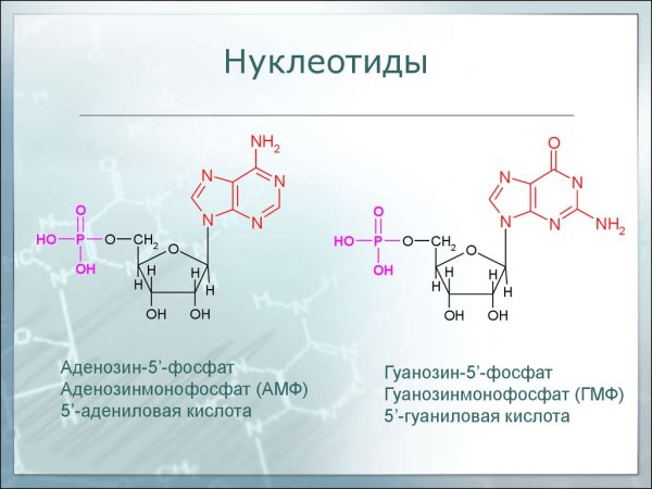 Схема строения нуклеотида ДНК