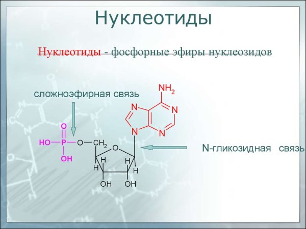 Строение нуклеотида ДНК формула