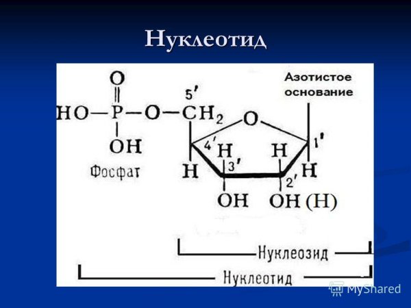 Нуклеотиды ДНК