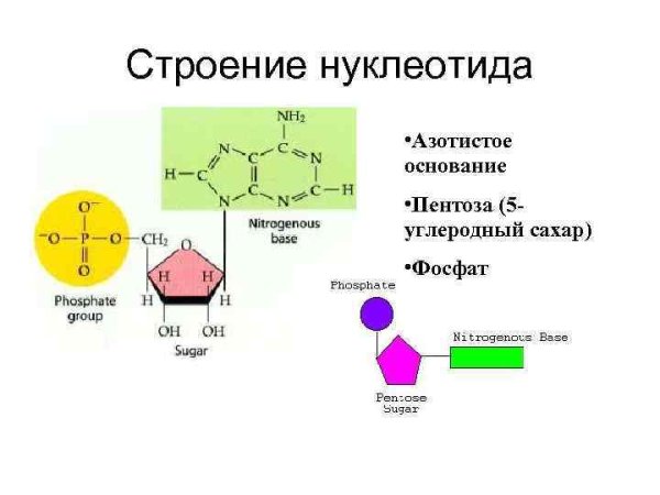 Строение нуклеотида