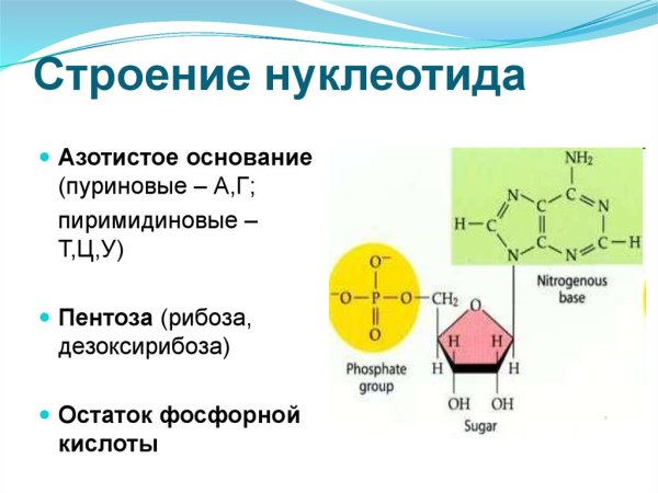 Структура нуклеотида РНК