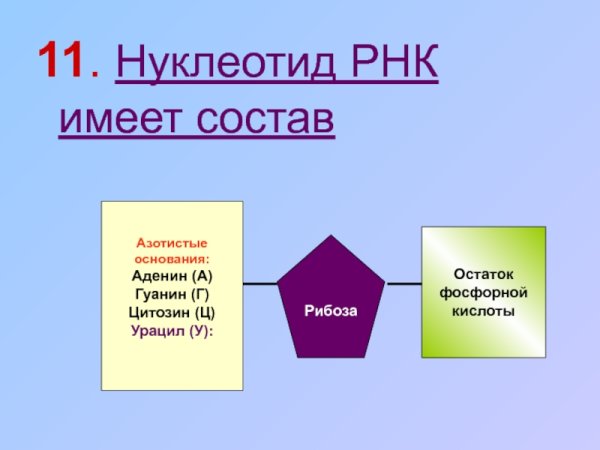 Аденин строение нуклеотида
