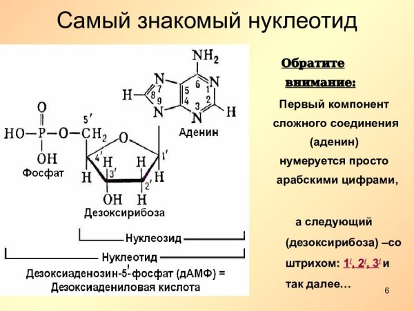 Строение нуклеотида формула
