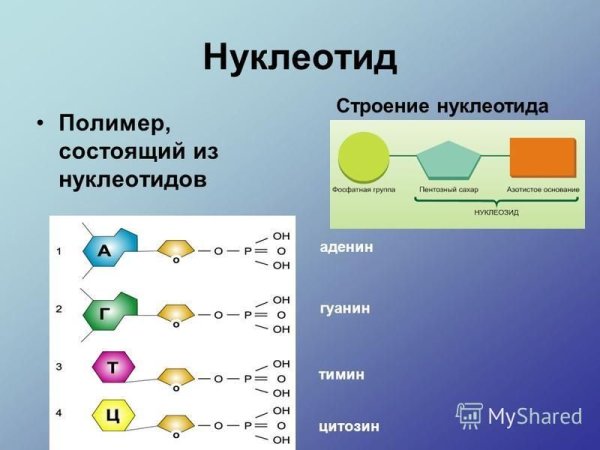 Тимидин 5 фосфат гидролиз