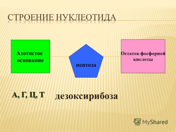 Структура мономера ДНК
